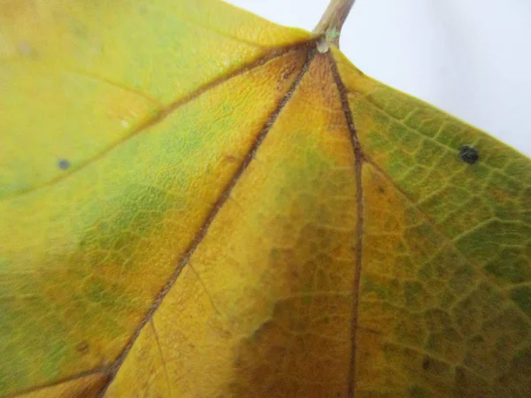 Podzim Podzim Listí Bílém Pozadí Izolované — Stock fotografie