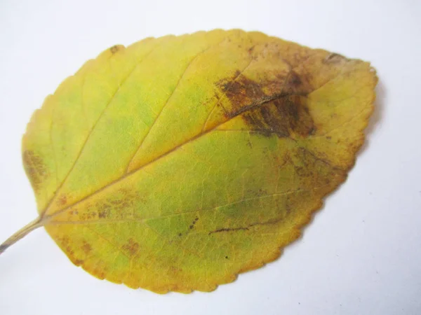 Automne Automne Feuilles Sur Fond Blanc Isolé — Photo