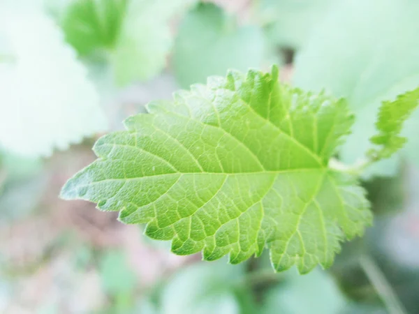 Herfst Herfstbladeren Witte Geïsoleerde Achtergrond — Stockfoto