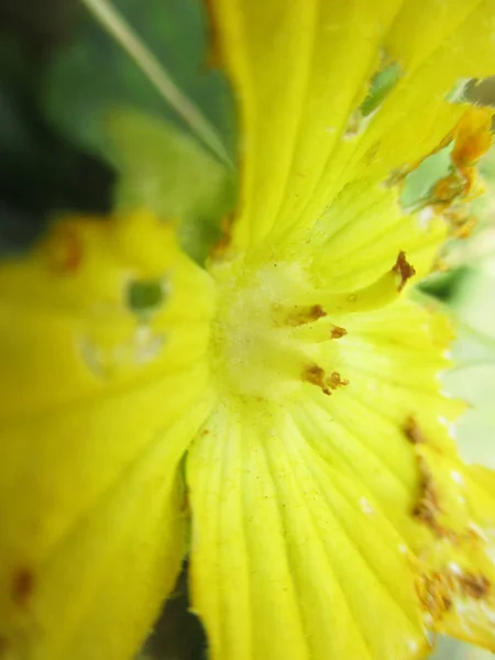 Herfst Herfstbladeren Witte Geïsoleerde Achtergrond — Stockfoto