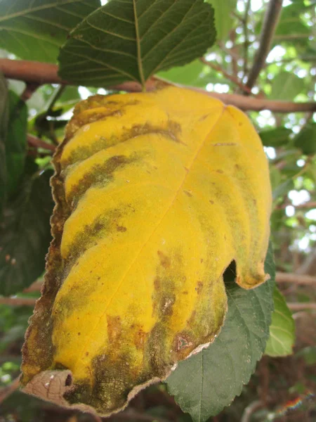 Autunno Autunno Foglie Sfondo Bianco Isolato — Foto Stock