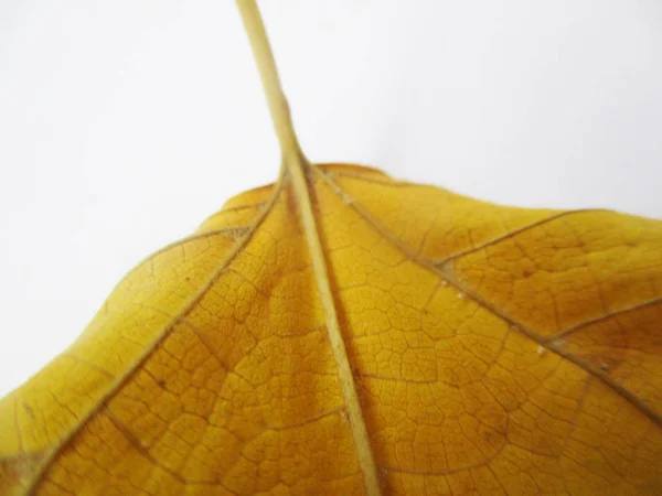 Otoño Otoño Hojas Sobre Fondo Blanco Aislado — Foto de Stock