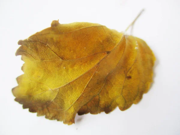 秋天落叶在白色被隔绝的背景 — 图库照片