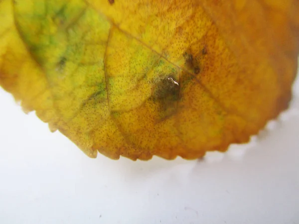 秋天落叶在白色被隔绝的背景 — 图库照片