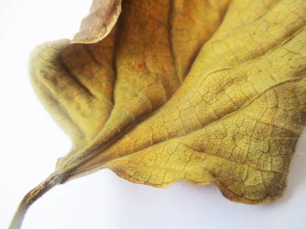 Automne Automne Feuilles Sur Fond Blanc Isolé — Photo