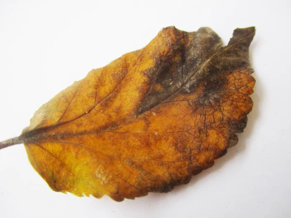 beyaz izole arka plan üzerinde sonbahar sonbahar yaprakları