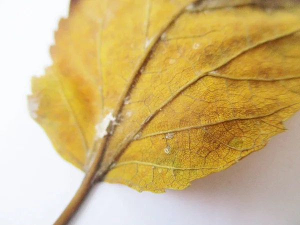 beyaz izole arka plan üzerinde sonbahar sonbahar yaprakları