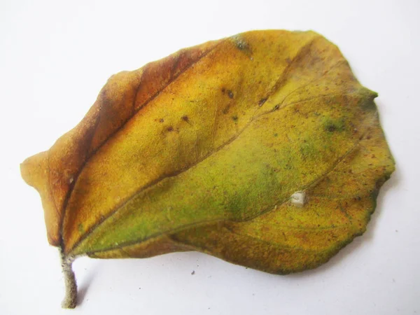 Autumn Fall Leaves White Isolated Background — Stock Photo, Image