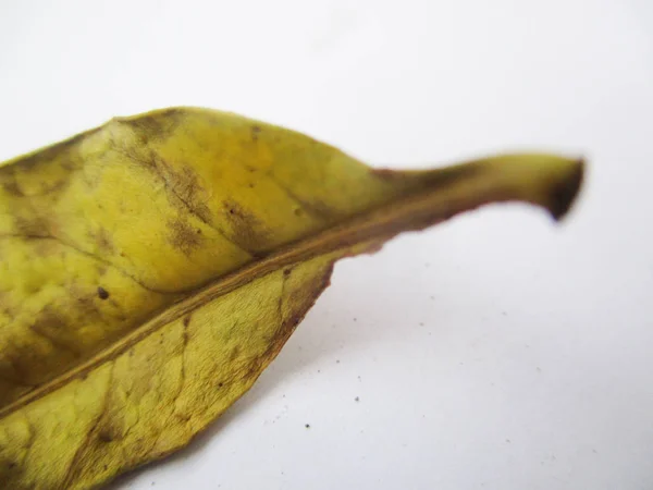 Hösten Lämnar Vit Isolerade Bakgrund — Stockfoto