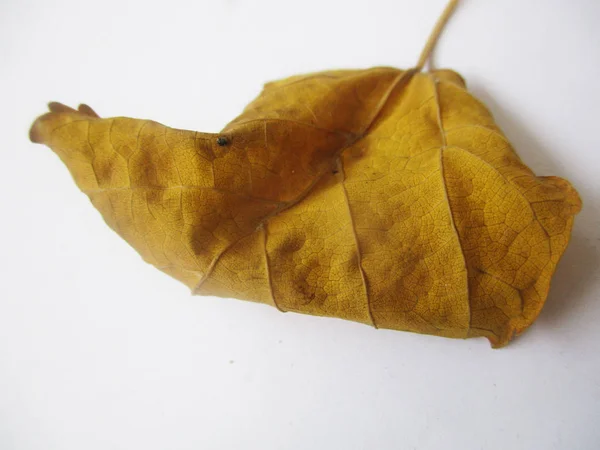 Autumn  fall leaves on white isolated background