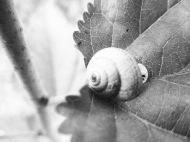   Doğa arka plan siyah ve beyaz çiçek yaprakları                