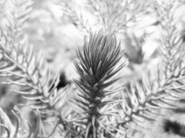 Siyah ve beyaz çiçek, yaprak doğa arka plan                               