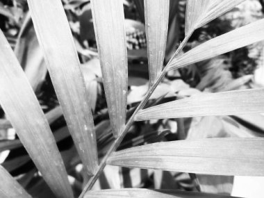 Siyah ve beyaz çiçek, yaprak doğa arka plan                               