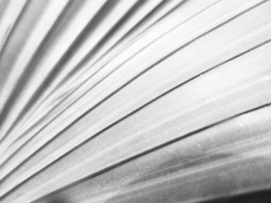 Siyah ve beyaz çiçek, yaprak doğa arka plan                               