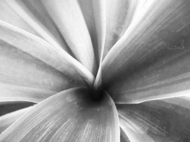 Siyah ve beyaz çiçek, yaprak doğa arka plan                               