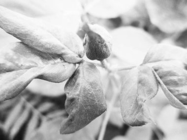 Siyah ve beyaz çiçek, yaprak doğa arka plan                               