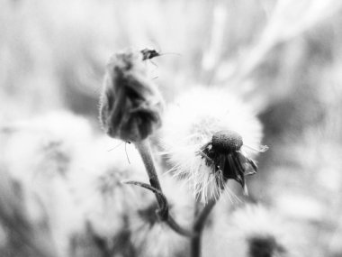 Siyah ve beyaz çiçek, yaprak doğa arka plan                               