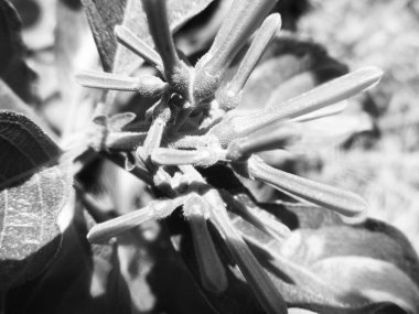 Doğa arka plan siyah ve beyaz çiçek yaprakları                        