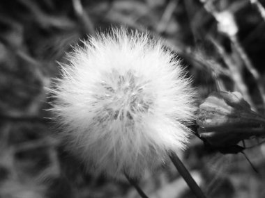 Doğa arka plan siyah ve beyaz çiçek yaprakları                        