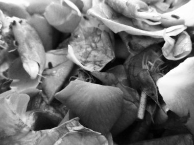 Doğa arka plan siyah ve beyaz çiçek yaprakları                               