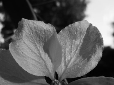 Doğa arka plan siyah ve beyaz çiçek yaprakları                               