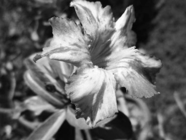 Doğa arka plan siyah ve beyaz çiçek yaprakları                               