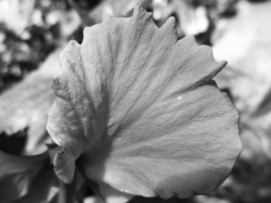 Doğa arka plan siyah ve beyaz çiçek yaprakları                               