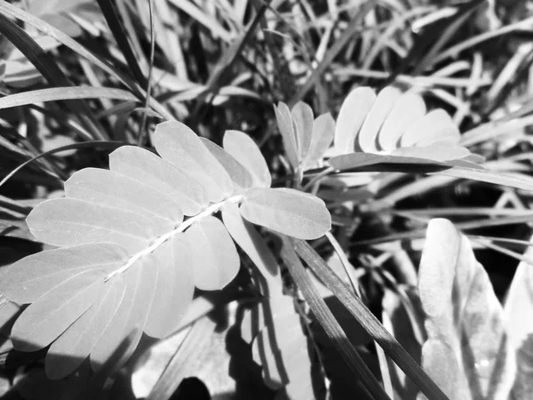 Hojas Flores Blancas Negras Fondo Naturaleza —  Fotos de Stock