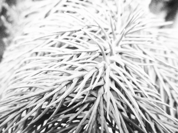 Siyah Beyaz Çiçek Yaprak Doğa Arka Plan — Stok fotoğraf