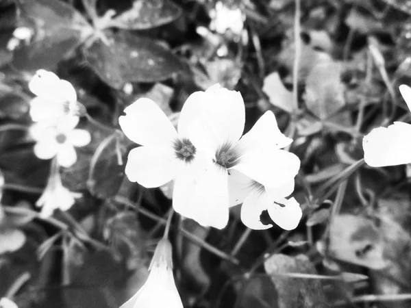 Fiore Bianco Nero Foglie Fondo Naturale — Foto Stock