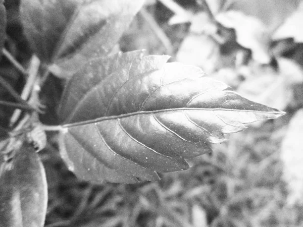 Чорно Біла Квітка Листя Натуральний Фон — стокове фото
