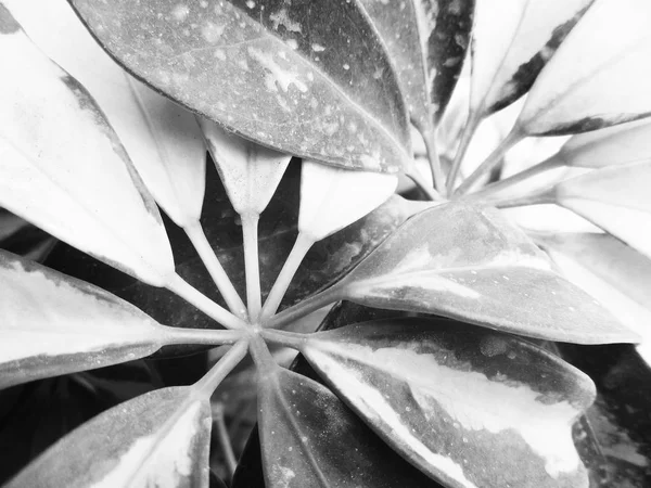 Schwarz Weiße Blume Blätter Natur Hintergrund — Stockfoto