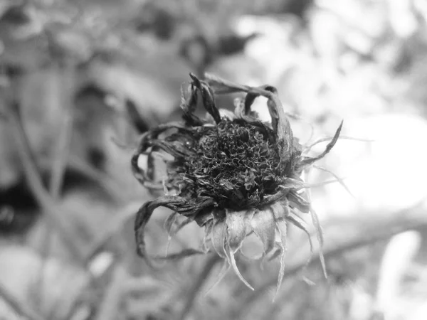 Schwarz Weiße Blume Blätter Natur Hintergrund — Stockfoto