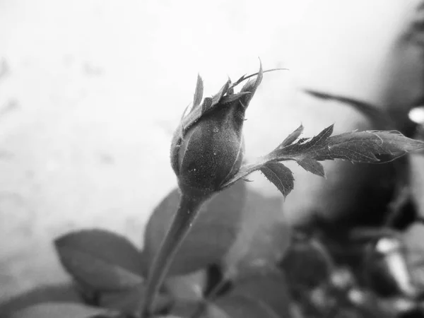 Fleur Noire Blanche Feuilles Fond Naturel — Photo