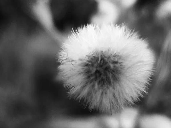Fekete Fehér Virág Zöld Természet Háttér — Stock Fotó