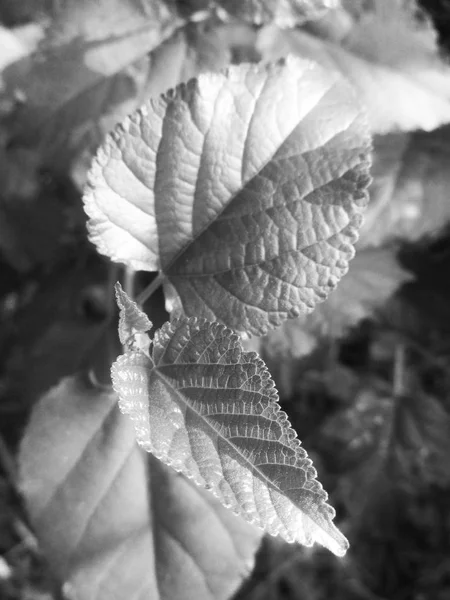 Fekete Fehér Virág Zöld Természet Háttér — Stock Fotó