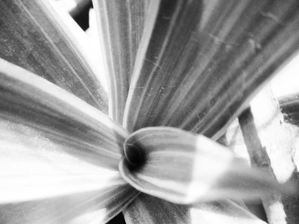 Schwarz Und Weiß Blume Blätter Natur Hintergrund — Stockfoto