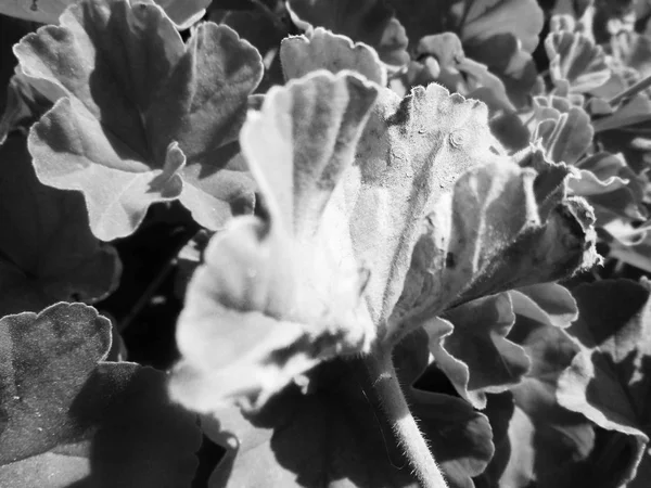 Feuilles Fleurs Noires Blanches Fond Naturel — Photo