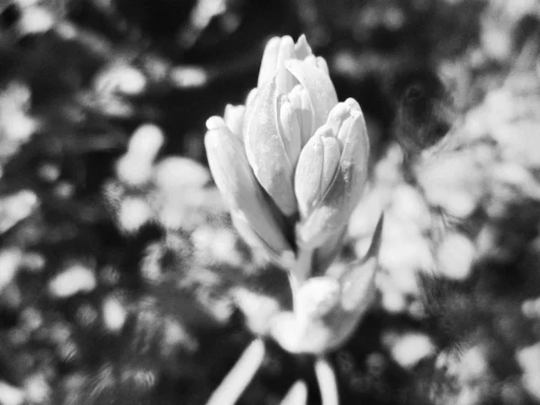 Fekete Fehér Virág Elhagyja Természet Háttér — Stock Fotó