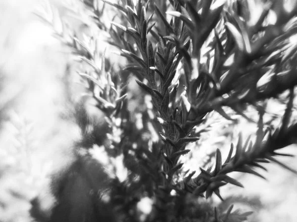 Black White Flower Leaves Nature Background — Stock Photo, Image