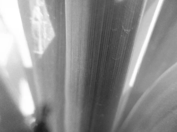 Черно Белый Цветок Листья — стоковое фото