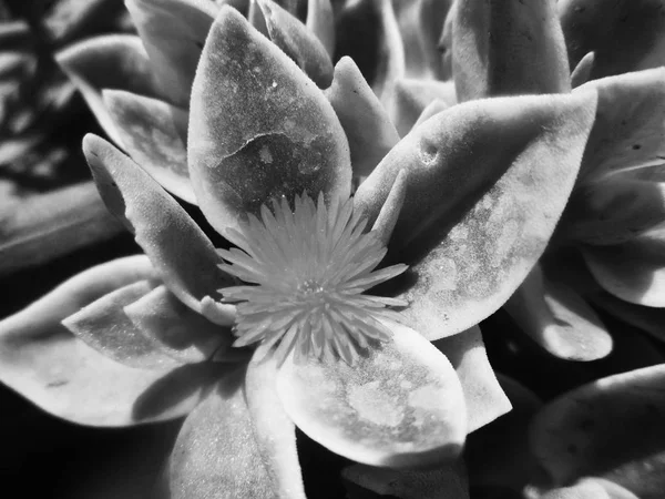 Schwarz Und Weiß Blume Blätter Natur Hintergrund — Stockfoto