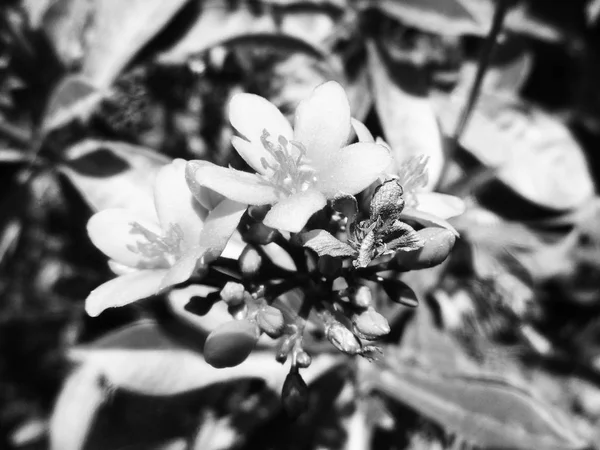 Černá Bílá Květina Ponechává Přírodní Pozadí — Stock fotografie