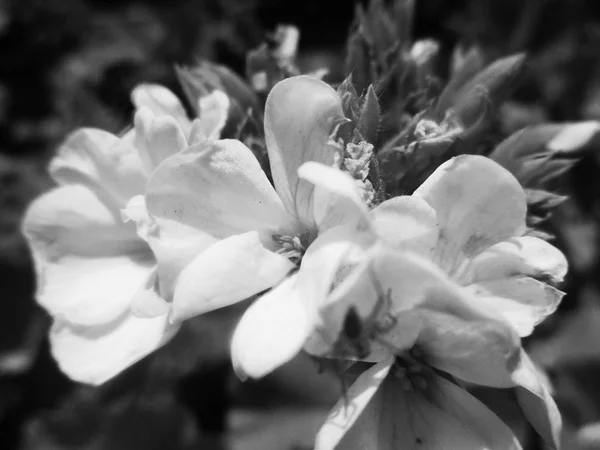 Black White Flower Leaves Nature Background — Stock Photo, Image