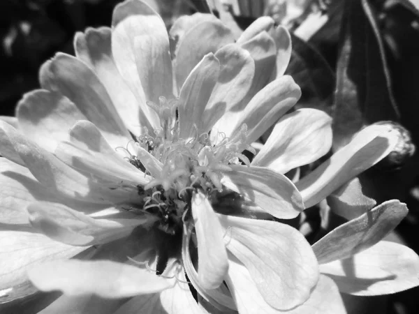 Hojas Flores Blancas Negras Fondo Naturaleza —  Fotos de Stock