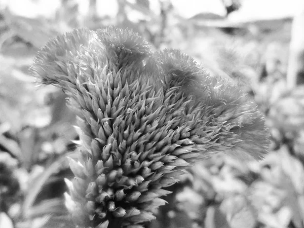 Fekete Fehér Virág Elhagyja Természet Háttér — Stock Fotó