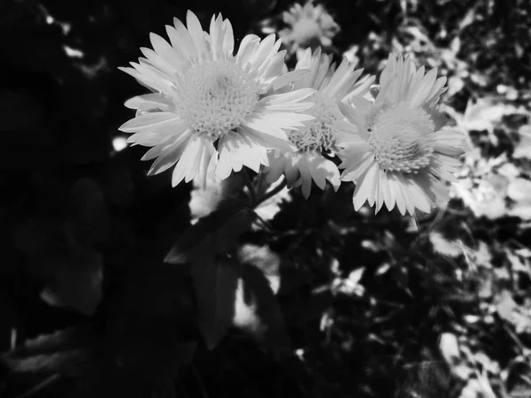 Hojas Flores Blancas Negras Fondo Naturaleza —  Fotos de Stock