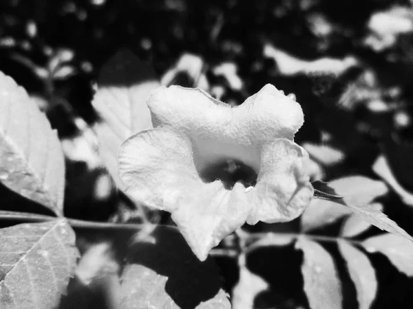 Svart Och Vit Blomma Löv Natur Bakgrund — Stockfoto