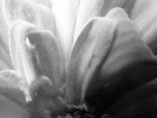 Feuilles Fleurs Noires Blanches Fond Naturel — Photo