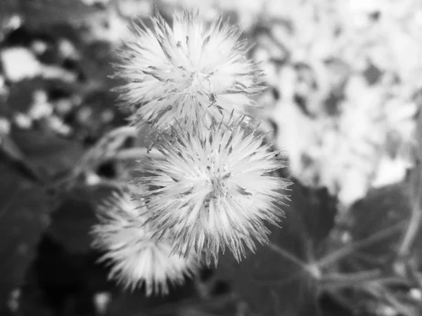 Svart Och Vit Blomma Löv Natur Bakgrund — Stockfoto